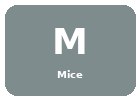 Mice Mice